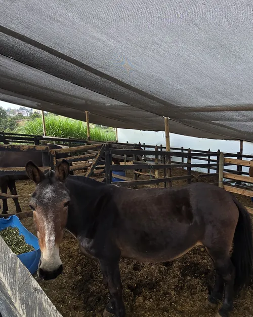 Caballo alazán en el pesebrero de la finca La Amalita