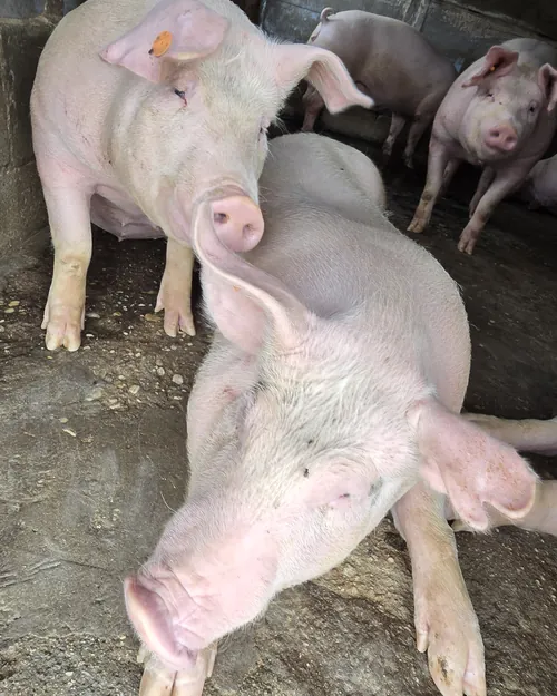 Cerdos adultos y lechones en la porqueriza de la finca
